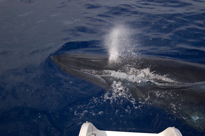 Seaborn Catamaran trips - Watching for dolphins and whales off Madeira