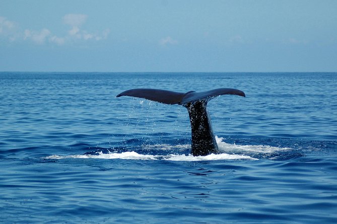Seaborn Catamaran trips - What the $42.24 price gets you