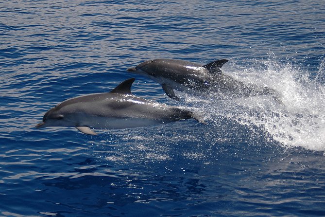 Seaborn Catamaran trips - Who will enjoy this catamaran ride