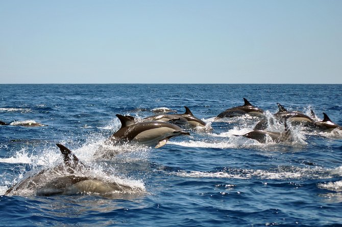 Sealife Sea Safari, Dolphin Watching with Marine Biologist's Lagos - What happens when dolphins appear