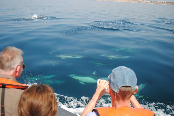 Sealife Sea Safari, Dolphin Watching with Marine Biologist's Lagos - Small groups make a real difference