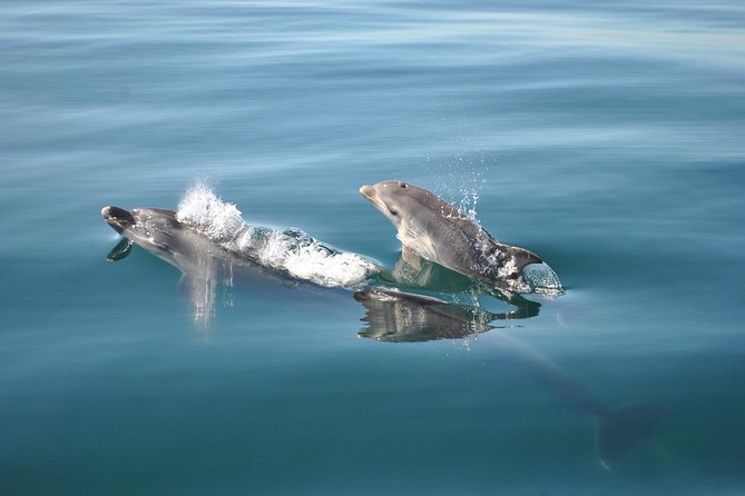 Sealife Sea Safari, Dolphin Watching with Marine Biologist's Lagos - Is $48.39 good value in Lagos?