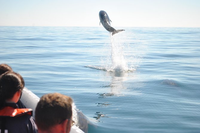 Sealife Sea Safari, Dolphin Watching with Marine Biologist's Lagos - Who should book this dolphin safari?