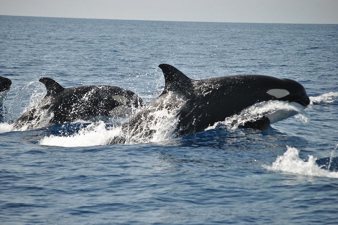 Sealife Sea Safari, Dolphin Watching with Marine Biologist's Lagos - Booking, weather, and cancellation details