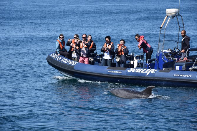 Sealife Sea Safari, Dolphin Watching with Marine Biologist's Lagos - Three boats, three different kinds of ride