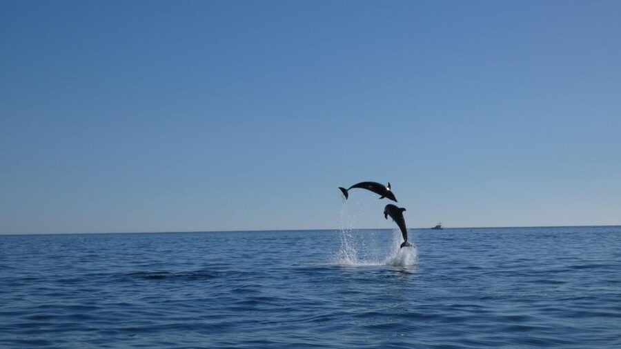 Sesimbra: Arrábida Dolphin Watching Boat Tour with Biologist - Is $63 a fair price?