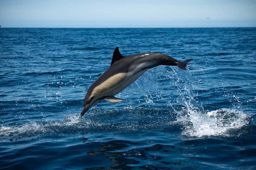 Sesimbra: Arrábida Dolphin Watching Boat Tour with Biologist - Why this dolphin trip feels different