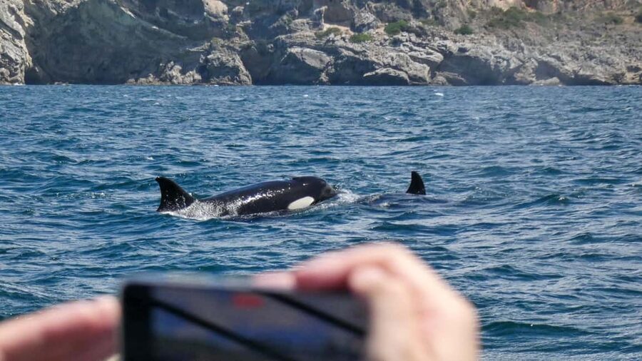 Sesimbra: Arrábida Dolphin Watching Boat Tour with Biologist - The first search for dolphins