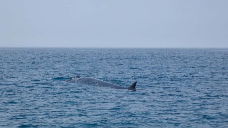 Sesimbra: Arrábida Dolphin Watching Boat Tour with Biologist - A marine biologist who keeps the trip lively