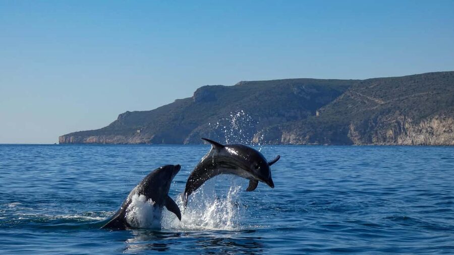 Sesimbra: Arrábida Dolphin Watching Boat Tour with Biologist - Birds can steal the show