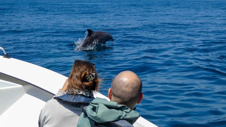 Sesimbra: Arrábida Dolphin Watching Boat Tour with Biologist - Praia da Mijona and the Arrábida coast