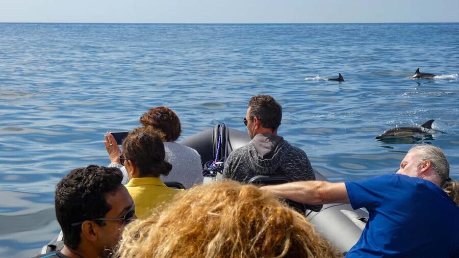 Sesimbra: Arrábida Dolphin Watching Boat Tour with Biologist - What the three-hour schedule really gives you