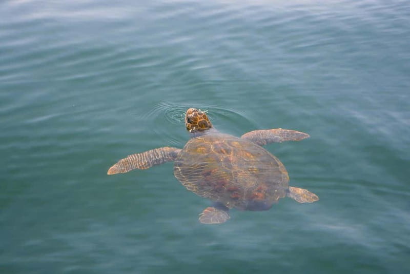 Sesimbra: Dolphin Watching Boat Tour with Biologist Guide - Should you book the Sesimbra dolphin tour?