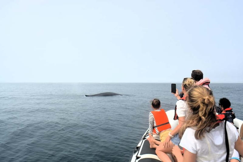 Sesimbra: Dolphin Watching Boat Tour with Biologist Guide - Coastal bays, caves, and Sesimbra stories