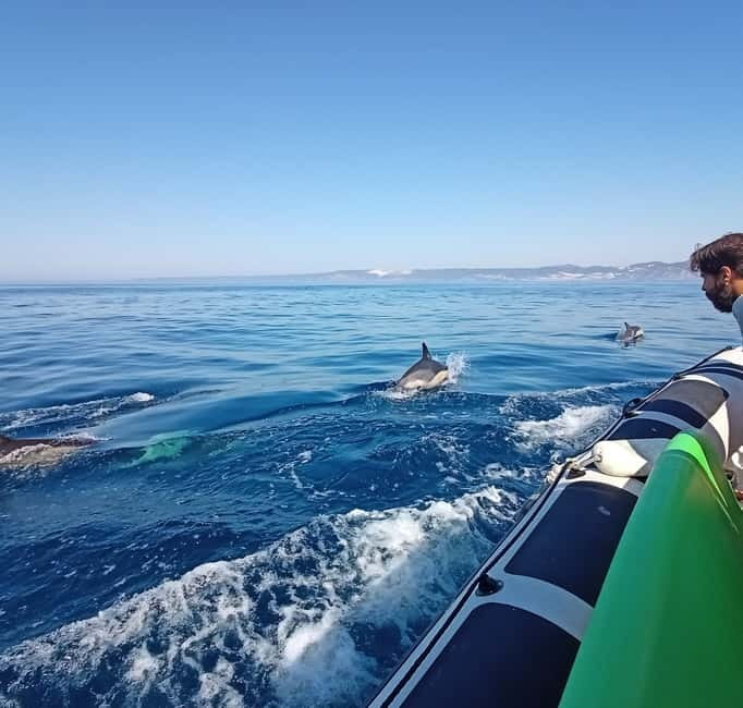 Sesimbra: Dolphin Watching Boat Tour with Biologist Guide - What the $62 price covers