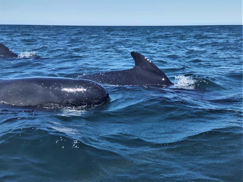 Sesimbra: Dolphin Watching Boat Tour with Biologist Guide - Who will enjoy this trip most