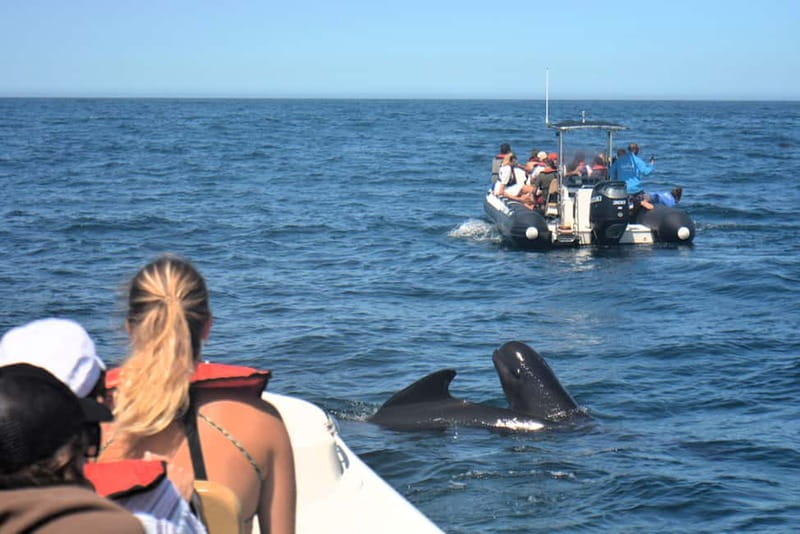 Sesimbra: Dolphin Watching Boat Tour with Biologist Guide - Searching for dolphins in Arrábida waters