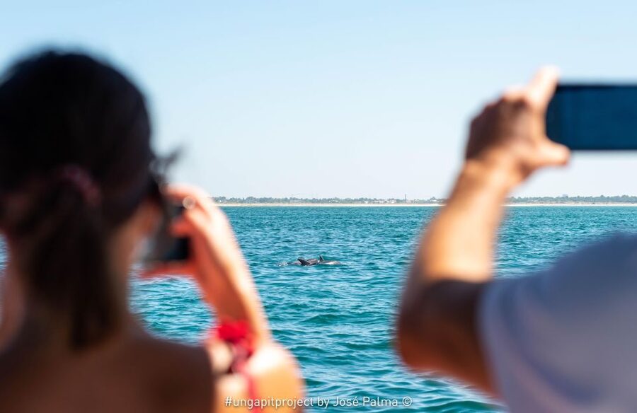 Setúbal: Dolphin-Watching Boat Tour - Leaving Setúbal for the Sado Estuary