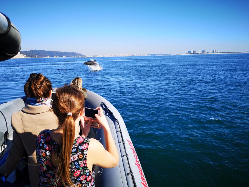 Setúbal: Dolphin Watching Boat Tour - FAQ