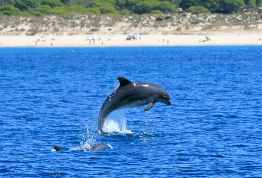 Setúbal: Dolphin-Watching Boat Tour - What the Crew Adds