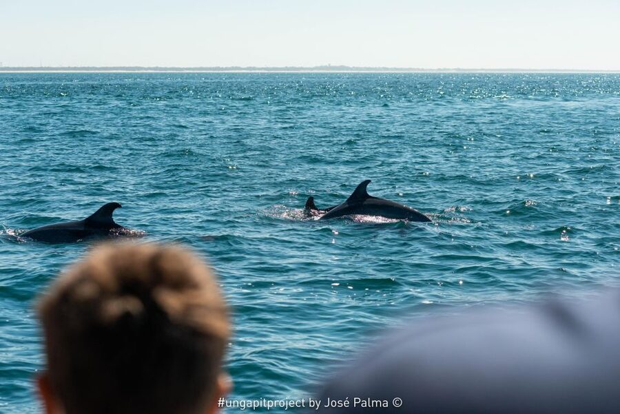 Setúbal: Dolphin-Watching Boat Tour - Who Will Enjoy This Most?
