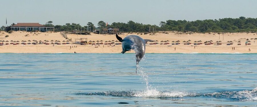 Setúbal: Dolphin Watching Boat Tour - Should you book the dolphin tour?