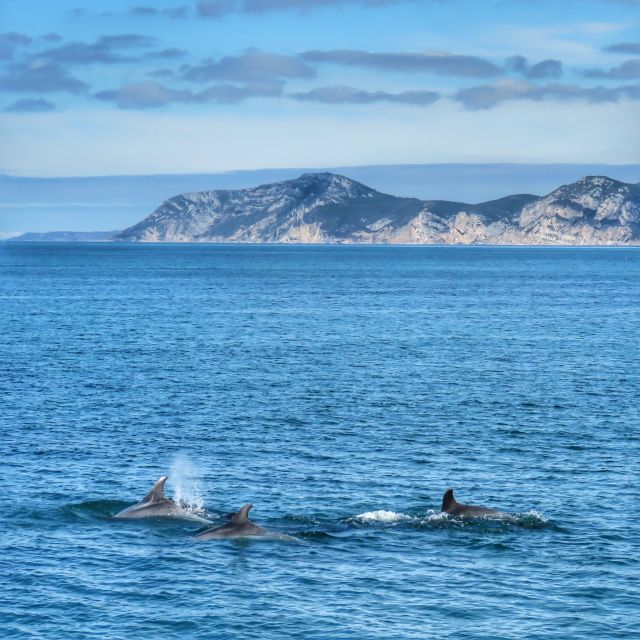 Setúbal: Dolphin Watching Tour - A spacious catamaran made for watching