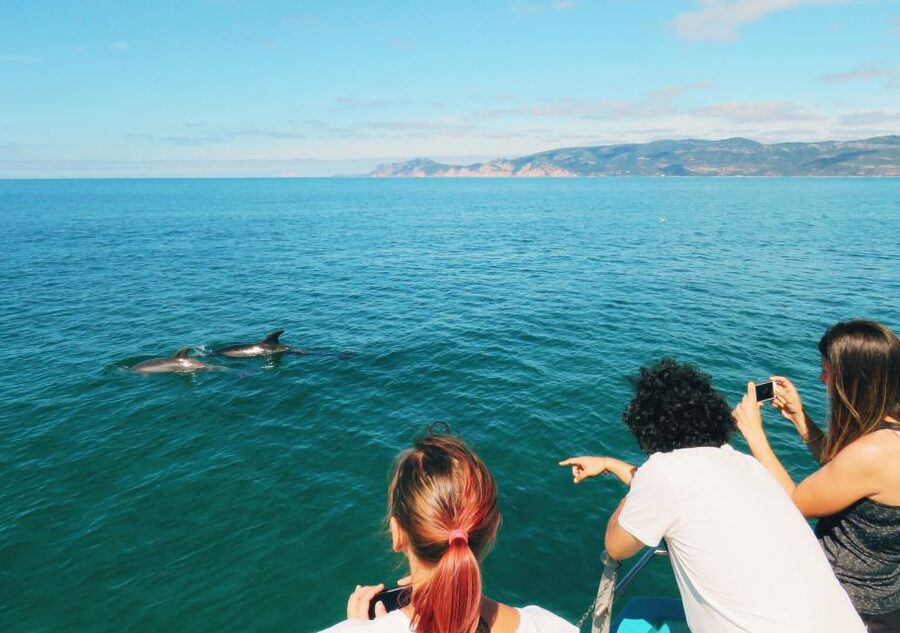 Setúbal: Dolphin Watching Tour - Practical tips for a better departure
