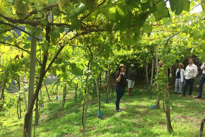 Signature Wine Tastings, Skywalk, Nature 4x4 Open Roof Expedition - Serra de Água and the mountain crossing
