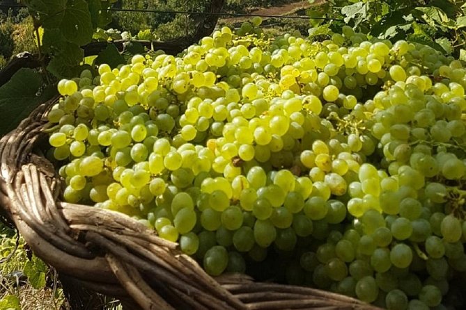 Signature Wine Tastings, Skywalk, Nature 4x4 Open Roof Expedition - Câmara de Lobos and Madeira wine