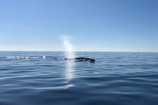 Small Group Dolphin and Wildlife Watching Tour in Faro - What else might appear beyond the dolphins