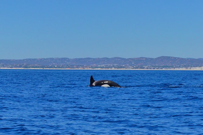 Small Group Dolphin and Wildlife Watching Tour in Faro - Marine biology instead of animal chasing