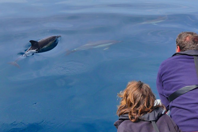 Small Group Dolphin and Wildlife Watching Tour in Faro - How much value do you get for $66.51?