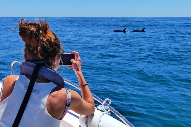 Small Group Dolphin and Wildlife Watching Tour in Faro - Who should book this Faro wildlife trip?