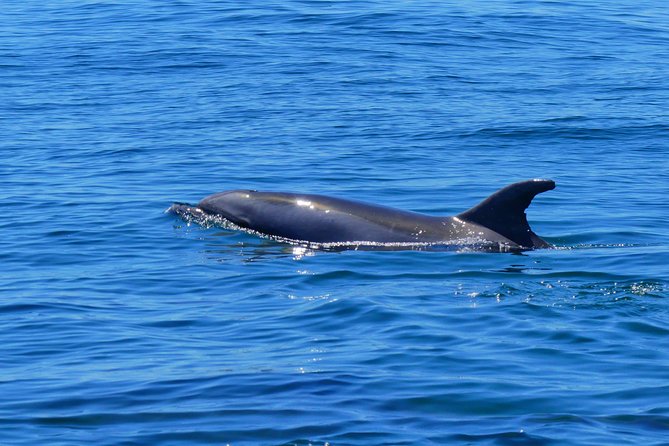 Small Group Dolphin and Wildlife Watching Tour in Faro - Practical advice before you go