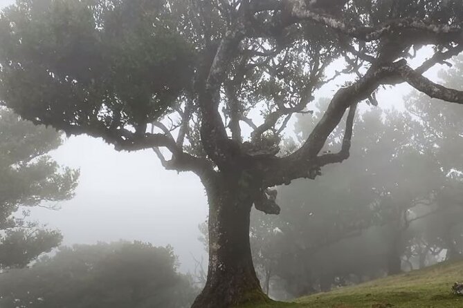 Small Group West Tour Waterfalls & Fanal Forest Tour - Porto Moniz gives you the longest break