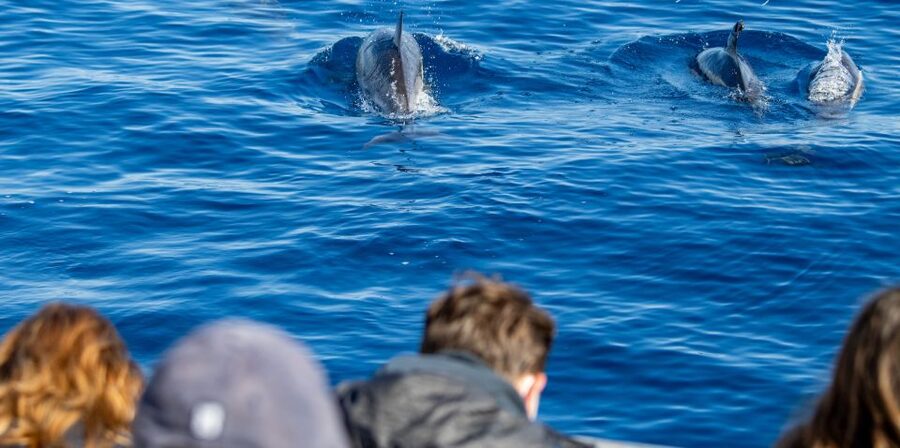 Terceira: Half-Day Dolphin and Whale Watching Tour - Key points before you book