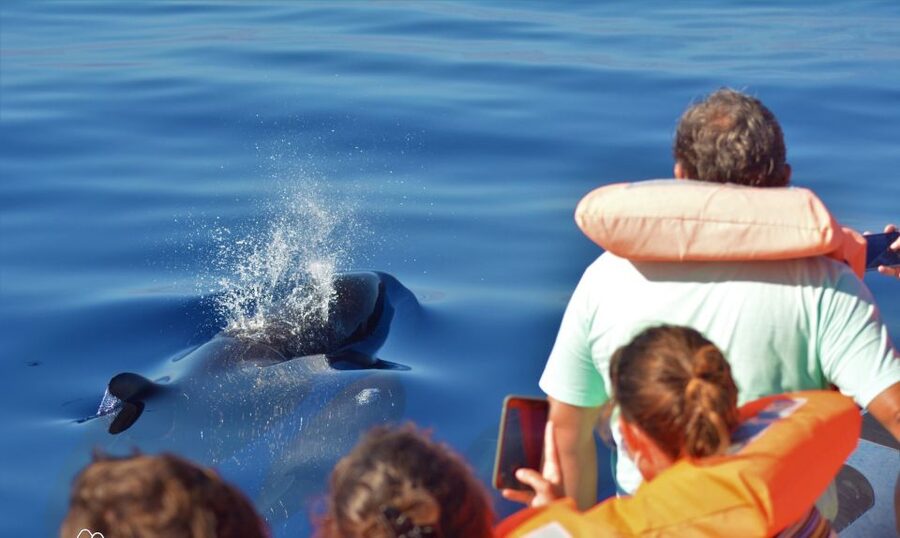 Terceira: Half-Day Dolphin and Whale Watching Tour - Dolphins, whales, and the luck factor