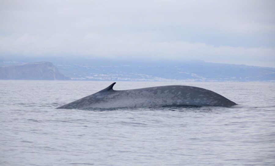 Terceira: Half-Day Dolphin and Whale Watching Tour - The ride, comfort, and rough-sea reality