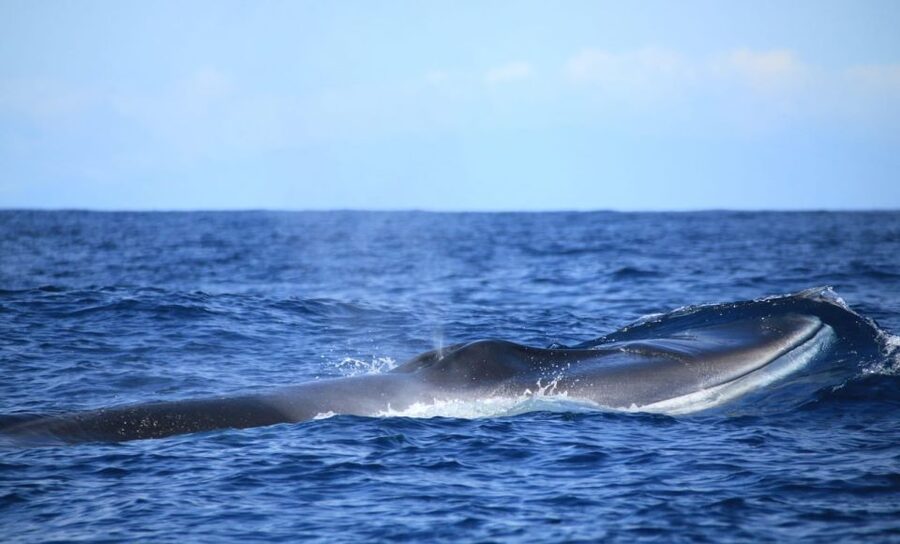 Terceira: Half-Day Dolphin and Whale Watching Tour - Is $70 a fair price?