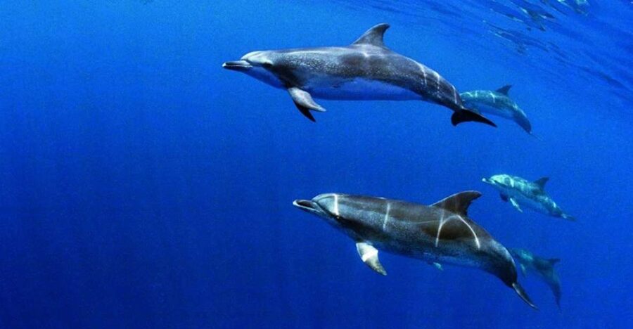 Terceira: Half-Day Dolphin and Whale Watching Tour - Who will enjoy this most?
