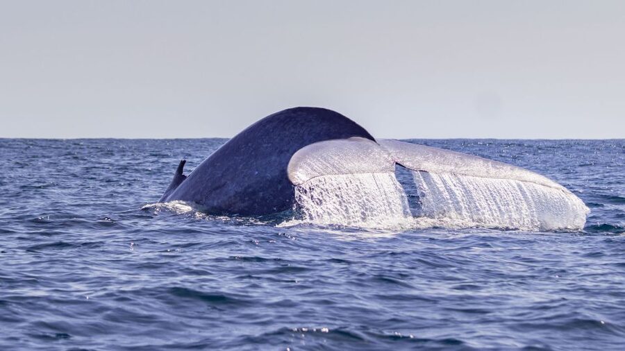 Terceira: Half-Day Dolphin and Whale Watching Tour - Searching for dolphins and whales