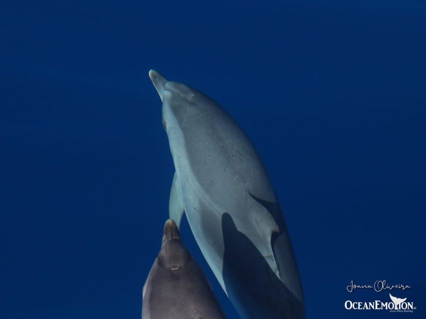 Terceira: Swimming with Wild Dolphins | Natural Habitat - What this Terceira dolphin trip really offers