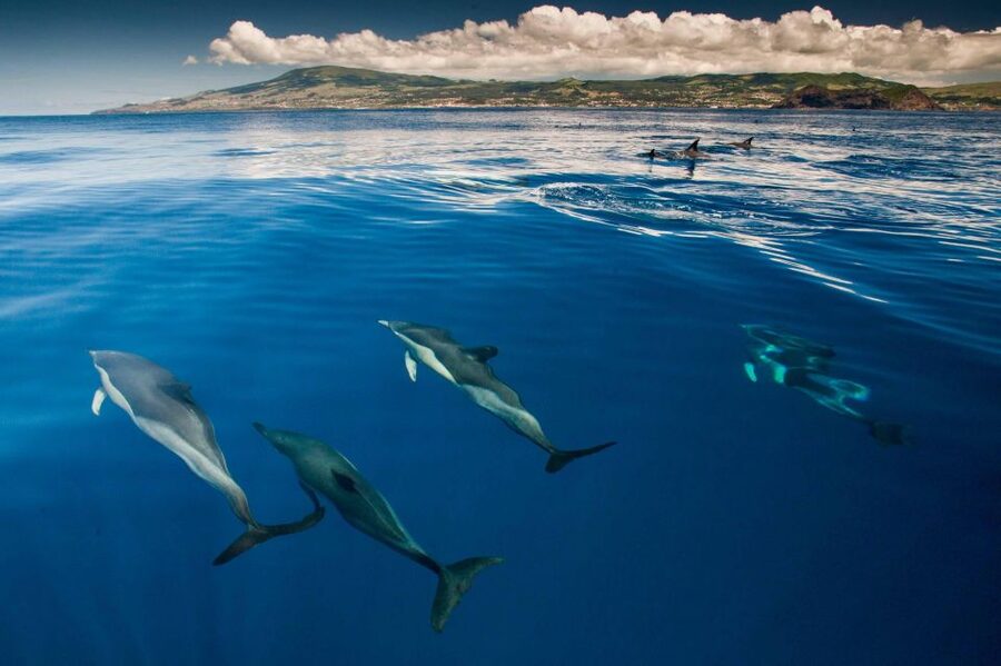 Terceira: Swimming with Wild Dolphins | Natural Habitat - The safety briefing sets the tone
