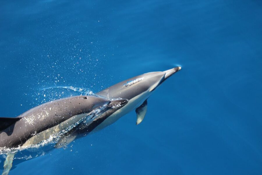 Terceira: Swimming with Wild Dolphins | Natural Habitat - How much does the $147 price deliver?