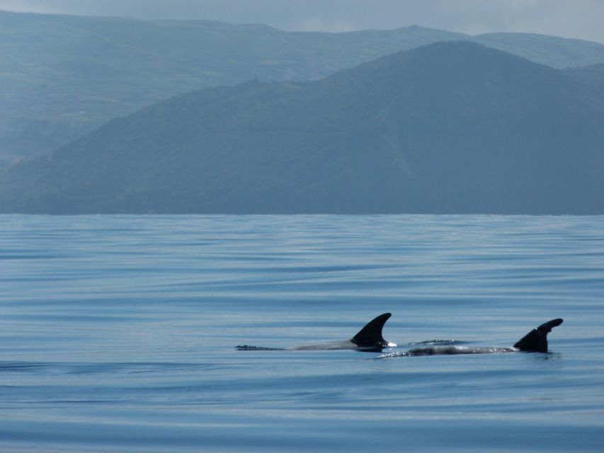 Terceira: Swimming with Wild Dolphins | Natural Habitat - Who should book this experience?