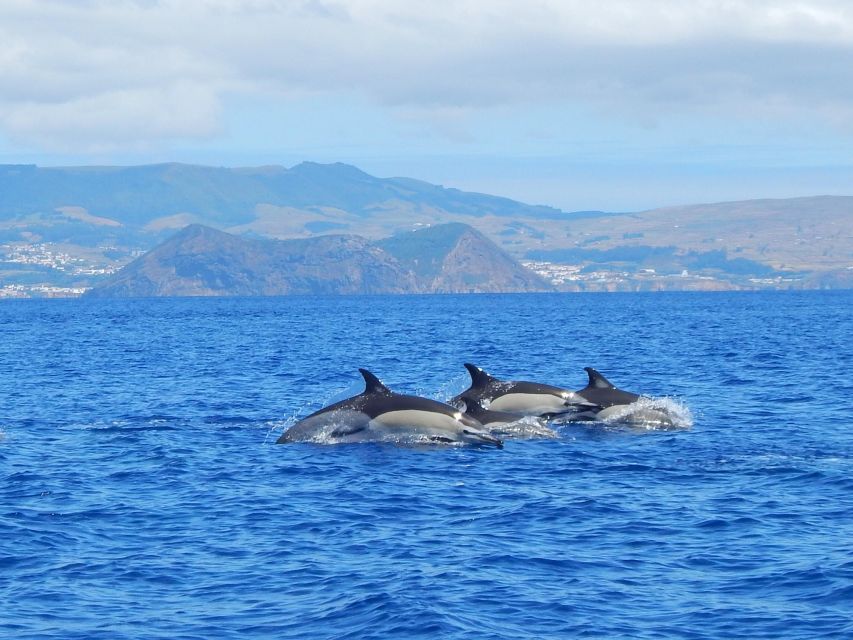 Terceira: Swimming with Wild Dolphins | Natural Habitat - What the high score tells you, and what it does not
