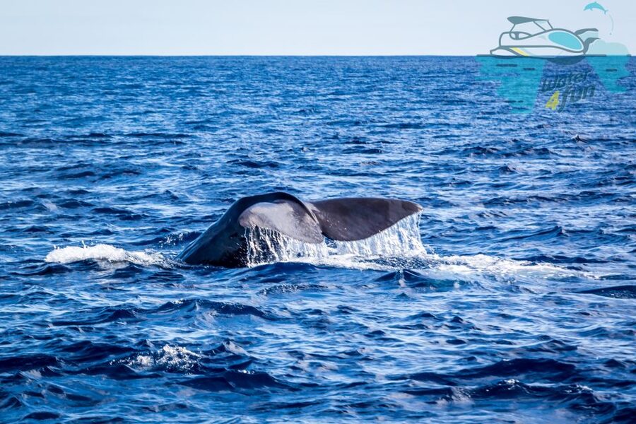 Terceira: Whale and Dolphin Watching in a Zodiac Boat - Key points before you book
