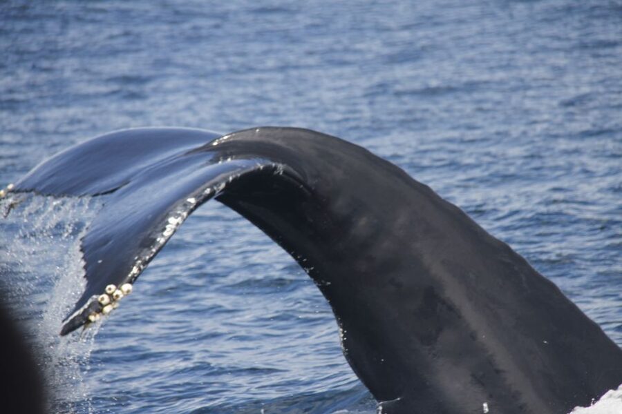 Terceira: Whale and Dolphin Watching in a Zodiac Boat - Leaving Marina de Angra do Heroísmo