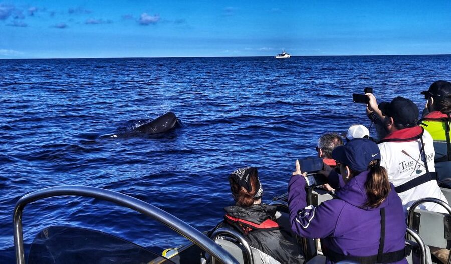 Terceira: Whale and Dolphin Watching in a Zodiac Boat - The first sighting, usually dolphins